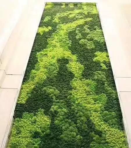 Soft Touch Preserved Moss Real Fresh Moss For Wall Decoration