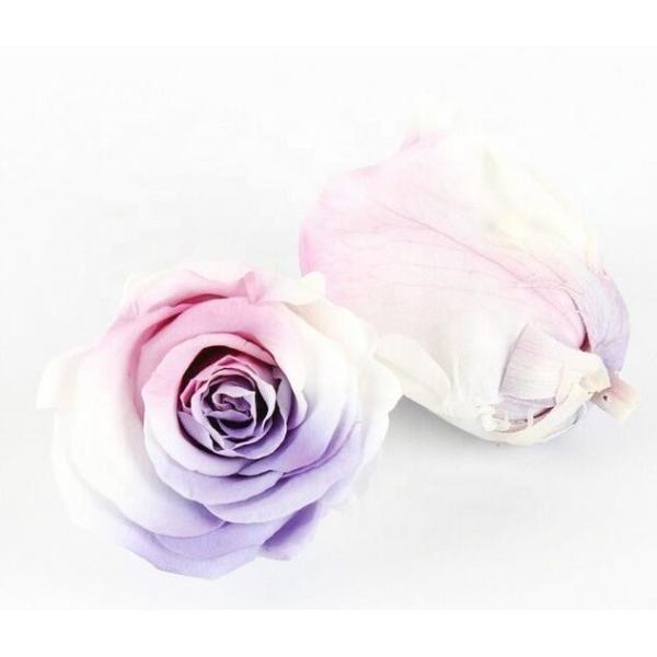Quality Amazing Appearance Preserved Rose Heads A Grade Fresh Rose Material wholesale