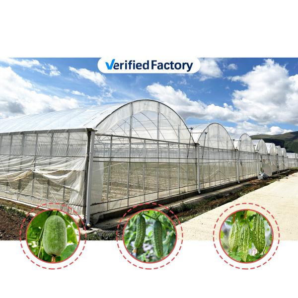 Quality Baolida Custom Automatic System Greenhouse Tropical Hydroponic System Multi-span Seedling Greenhouse wholesale