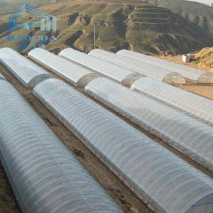 Polyethylene Film Tunnel Steel Frame Greenhouse Single Span Ground Inserted