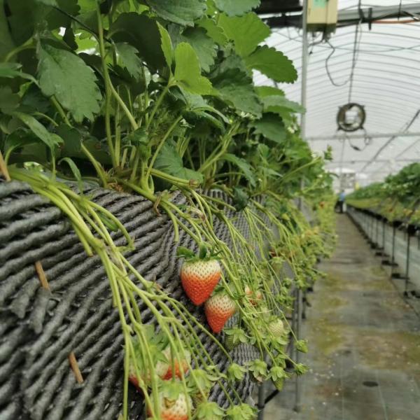 Cost-Effective Multi-Span Film Greenhouse for Farming