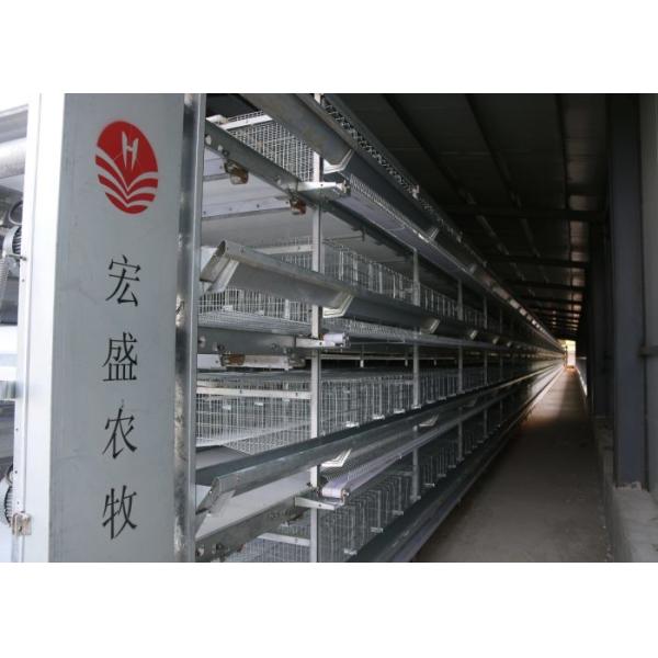 Hot Galvanized Poultry Manure Removal System For Layer Chicken Cage
