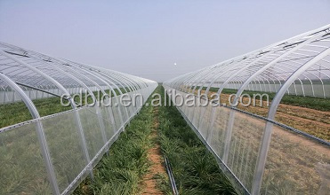 Baolida 8m x 12.5m Tunnel Greenhouse with 3.5m Height for Vegetables