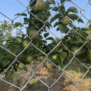 PVC Chain Link Fence Professional Chain Link Fence Slats Economy Diamond Mesh