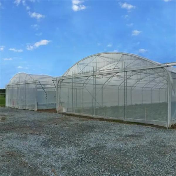 Quality Baolida 8x12M Tunnel Greenhouse with 2.8m Height for Vegetables wholesale