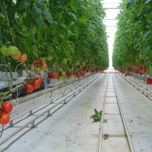 Cheap UV Radiation Protection Layer 120km/H Multi Span Greenhouses for sale