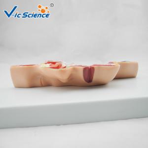 Artificial Human Anatomical Model Vertical Teaching Head Model VIC-324