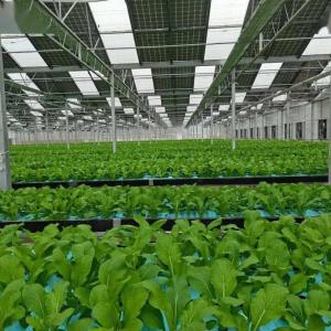 China Multi-Span Arch Type PE/Po Plastic Film Photovoltaic Solar Greenhouse for Performance on sale