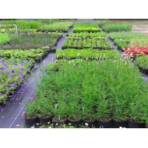 100% Polypropylene Agriculture Non Woven Fabric Weed Control Ground Cover Net