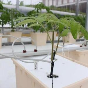 Steel Structure Vertical Farming Container Greenhouse with Multi-Span Hydroponic