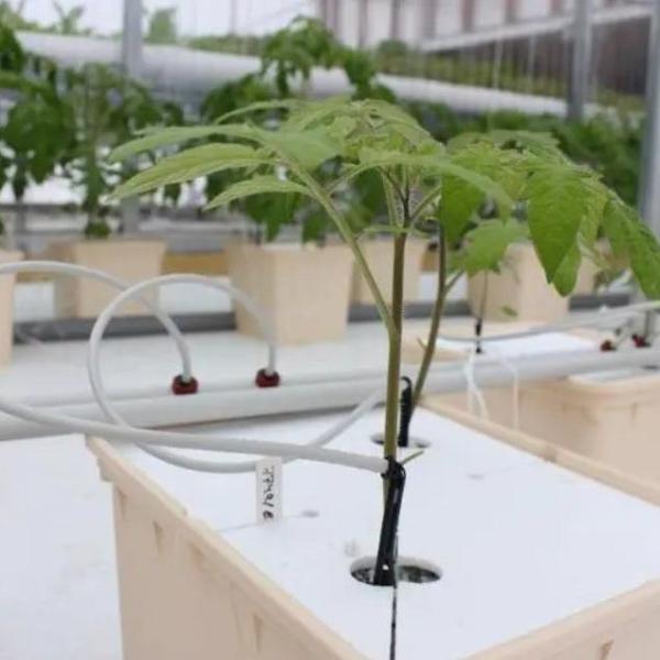 Steel Structure Vertical Farming Container Greenhouse with Multi-Span Hydroponic