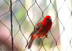 China Bird Aviary Wire Mesh , Macaw Parrot Aviary Rope Mesh Protective Cage Enclosure Balcony on sale