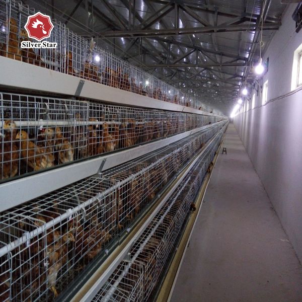 Silver Baby Chick Modern Hen Cage With Full Automatic System