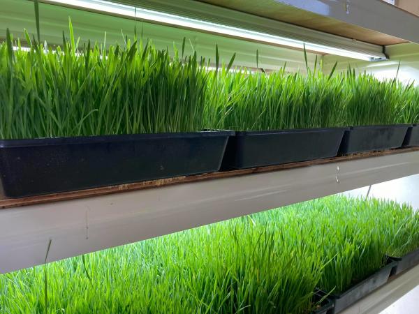 RoHS 80W Eco Farm Grow Light 4foot low heat Led Grow Lights For Indoor Plants