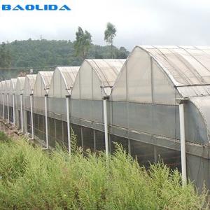 Grape Multi Span Greenhouse With Grape Trellising System To Malaysia