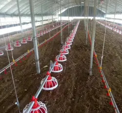 Customized Poultry Chick Line Feeder Broiler House Flooring Tube Chain Conveyor