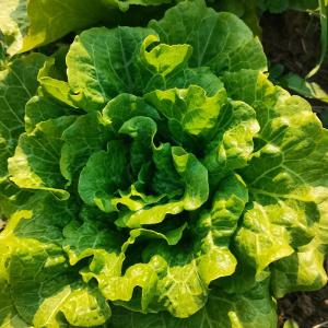 Cruciferous Green Vegetables Organic Pesticide SeNPV Pests Spodoptera Exigua