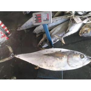Tongzhonghe Seafrozen Whole Yellowfin Tuna 20kg up For Canned