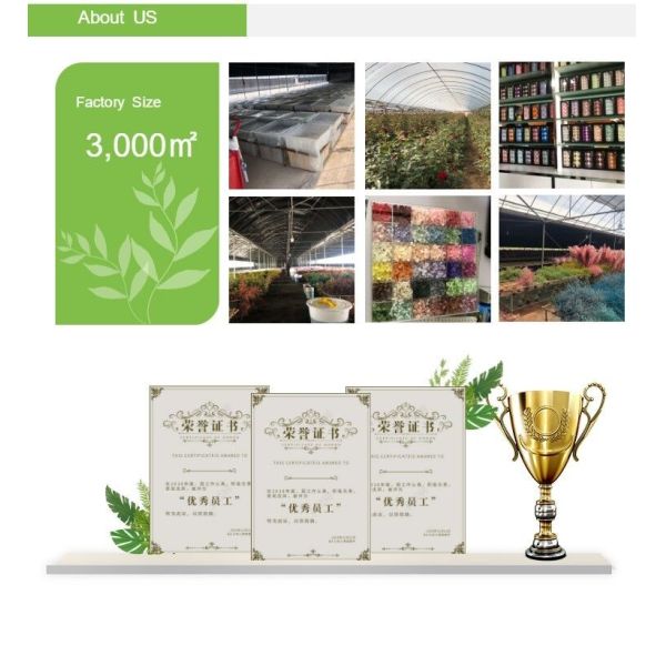 4-5cm Austin Flower Rose Head Preserved Long Lasting Eternal Rose For Wedding Decoration