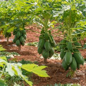 40 Mesh 60 Mesh 80 Mesh papain Protease Enzymes Customized Enzyme Activity