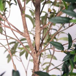 Artificial Olive Tree Indoor - Realistic Faux Olive Trees Wholesale for Home &