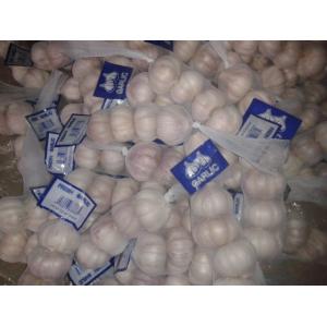China FRESH GARLIC on sale