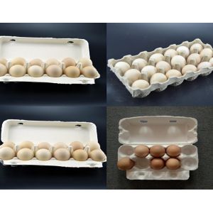 Computer Control Egg Tray Carton Manufacturing Machine Low Consumption