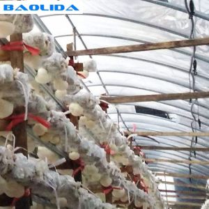Tunnel Polyethylene Foil Greenhouse For Mushroom Low Transmission Black And