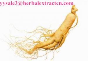 Cheap Panax Ginseng Flower P.E., Ginsenosides 80% UV& HPLC, Ginseng berry Extract, Ginseng root Extract, Ginseng stemleaf Ext for sale