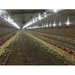 China Galvanized Poultry Light Steel Frame Construction Bolts Connection Steel Chicken House on sale