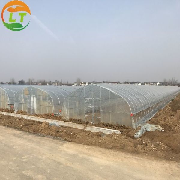 Quality 20GP Container Types Backyard Greenhouse Design with Small Size and Designable Height wholesale