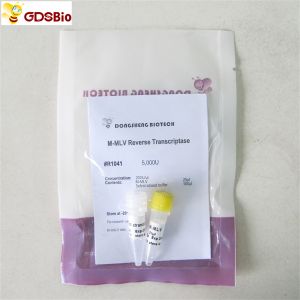 M-Mlv Reverse Transcriptase PCR Reagents Rt PCR R1041/R1042