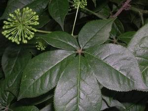 Quality Siberian Ginseng Extract, Eleutherosides(B＋E) 0.8% 1.2%, Antifatigue, Enhancing Immunity, Shannxi Yongyuan Bio-Tech wholesale