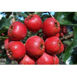 herb extract natural Hawthorn Extract Hawthorn Leaf P.E 20%-90%