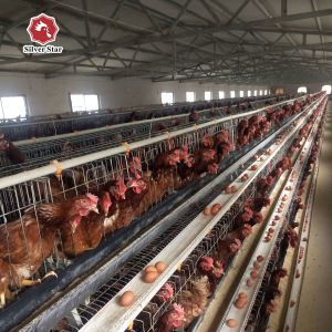 China Galvanized Battery Chicken Cages Coops A Type Automatic For Egg Laying on sale