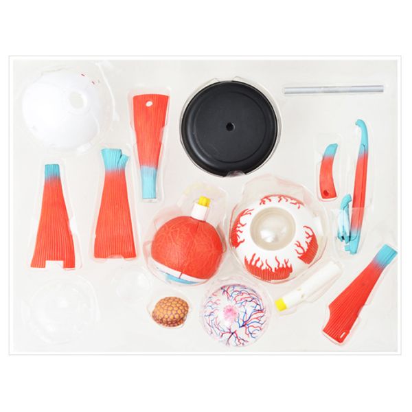 4 D Master 32 Parts Human Eye Anatomy Model Toy Puzzle Assembling Diy