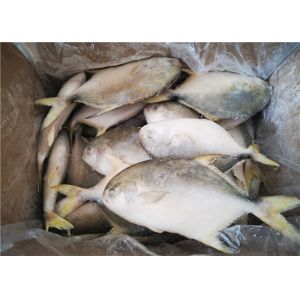 Whole Round 300G 400G 3ppm Histamine Frozen Pompano Fish