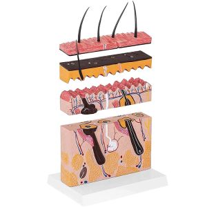 70 X Enlarged Medical Human 3D Skin Anatomy Model Training Skin Model