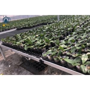 Square Orchid Plastic Seedling Tray Nursery Mesh Rolling Grow Tray For Flower