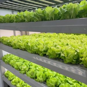 China Greenhouse for Soilless Cultivation of Large-Scale Vegetable and Fruit Production on sale