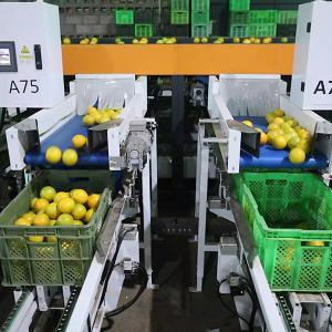 Cheap High Precision And Accuracy Citrus Orange Sorting Machine Capable To 50 - 100mm Diameter for sale
