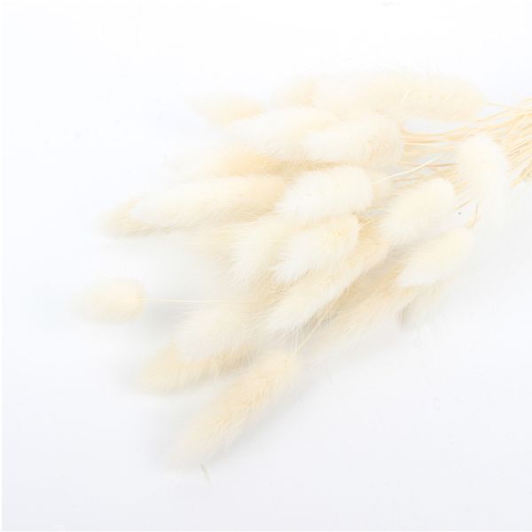 Real Touch Beautiful Dried Flowers Rabbit Tail Grass Preserved Lagurus Ovatus
