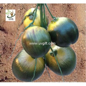 UVG realistic decorative artificial palm coconut use for false trees PTR045