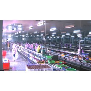 Semi-automatic fish peeling machine fish processing and peeling production line