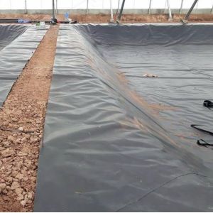 Project Solution Capability HDPE Black Geomembrane 0.5mm for Fish Shrimp Farming