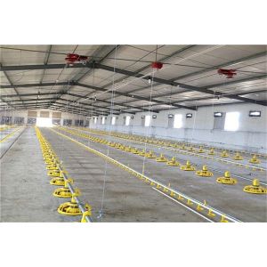 Modern Lightweight Metal Frame Building Poultry Farm Structure