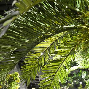 Custom Artificial Date Tree For Theme Park Hotels Easy To Install Low Maintenanc