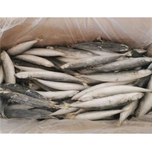 IQF Frozen 90g 100g Muroaji Fish With 24 Months Shelf Life