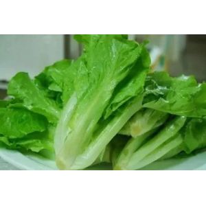 Large Greenhouse Container for Leafy Vegetable Farming Supported by Steel