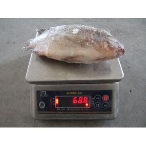 China wholesale frozen fish frozen tilapia frozen gutted and scaled tilapia on sale